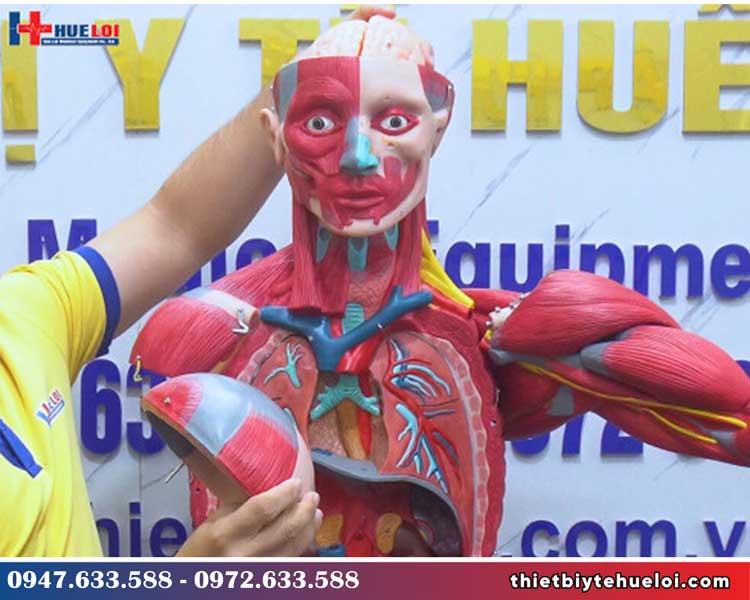 Mô hình giải phẫu cơ và nội tạng người 170CM