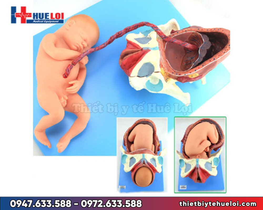 Mô hình minh họa quá trình sinh nở