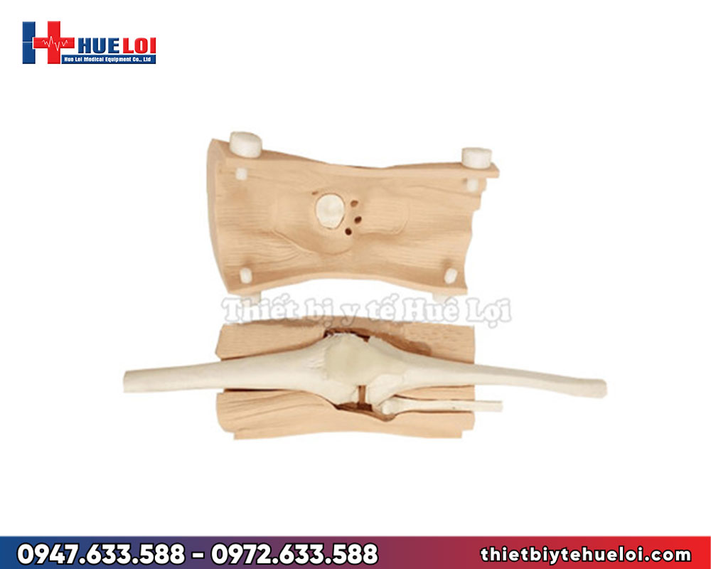 Mô hình thực hành nội soi khớp gối