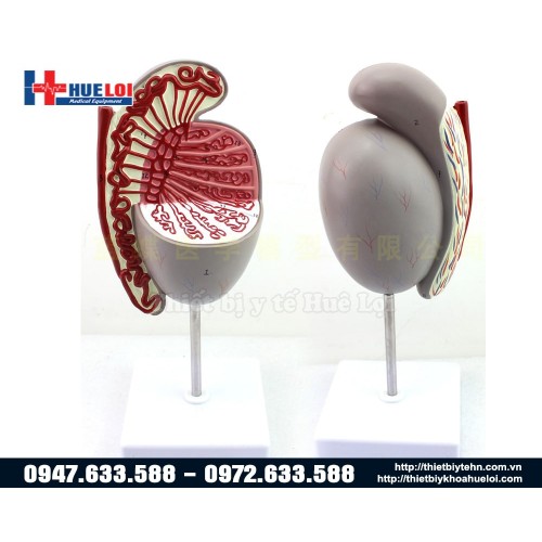 mô hình tinh hoàn