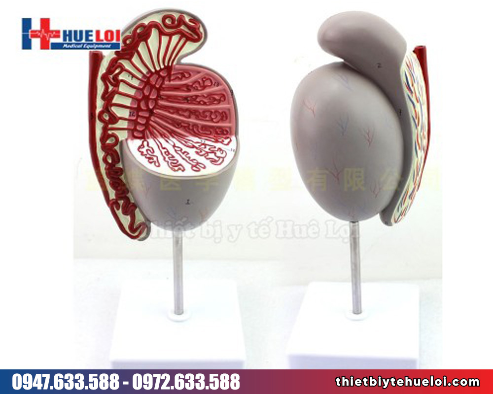 Mô hình tinh hoàn tinh trùng phóng đại