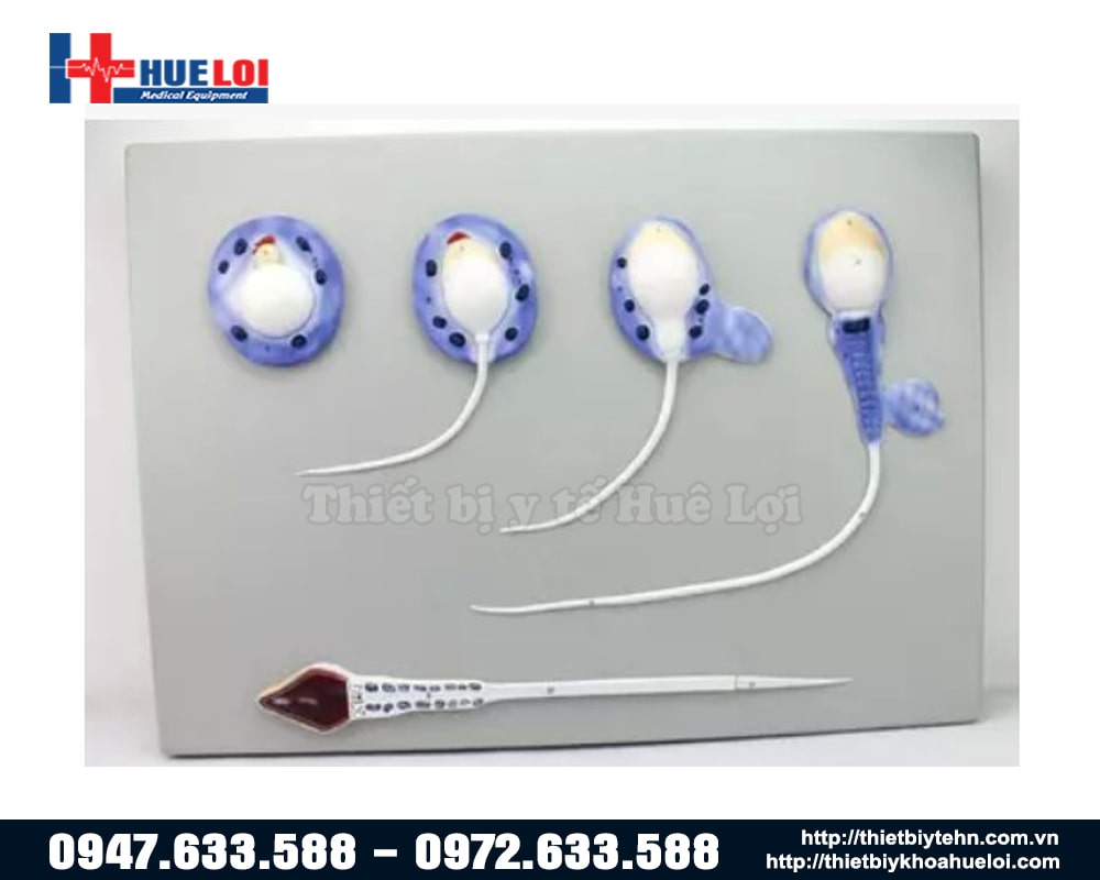 mô hình tinh trùng qua các giai đoạn