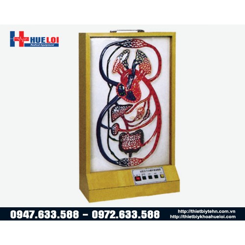 mô hình vòng tuần hoàn của tim